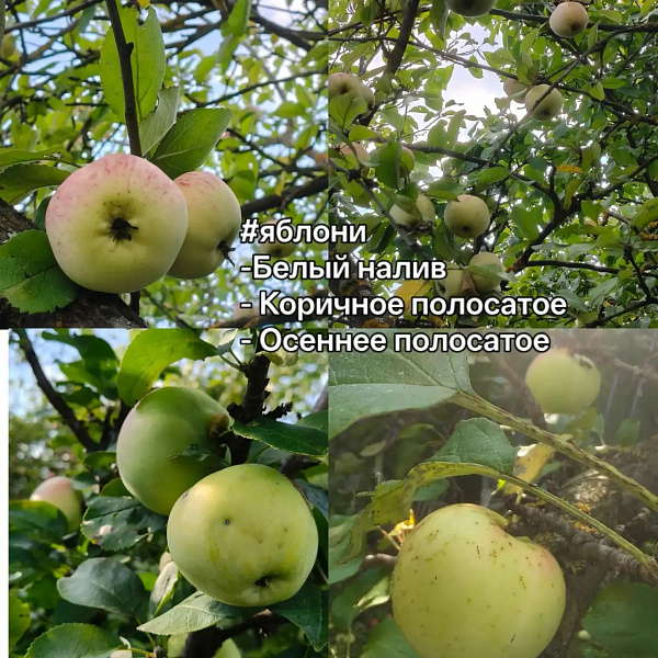 Дача в СНТ Огонёк